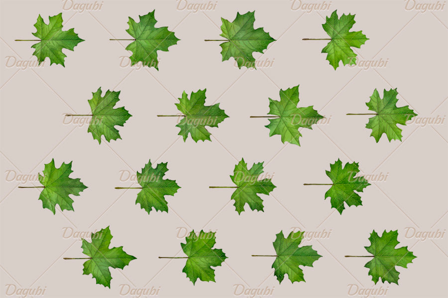 Maple Brushes Big Set - Illustrator Brushes