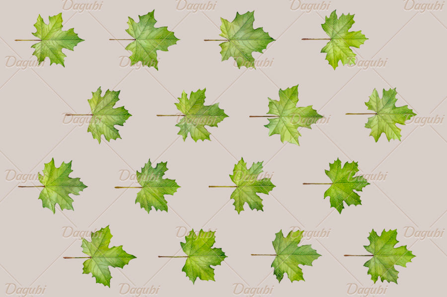 Maple Brushes Big Set - Illustrator Brushes