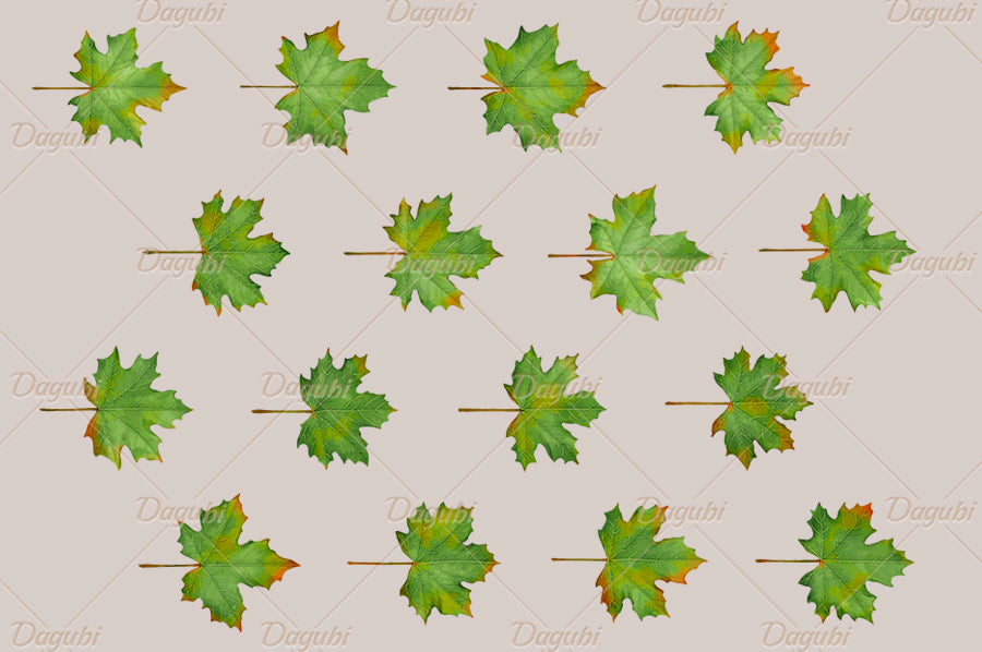 Maple Brushes Big Set - Illustrator Brushes