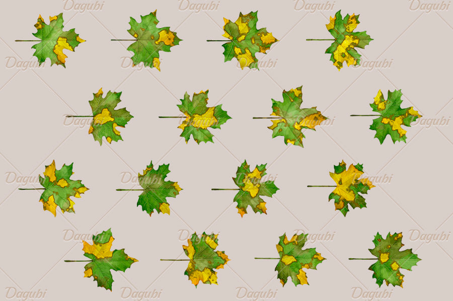 Maple Brushes Big Set - Illustrator Brushes