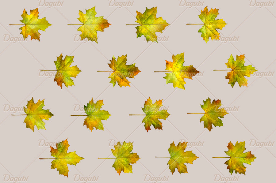 Maple Brushes Big Set - Illustrator Brushes