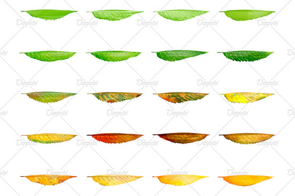 Cherry Brushes Small Set - Illustrator Brushes