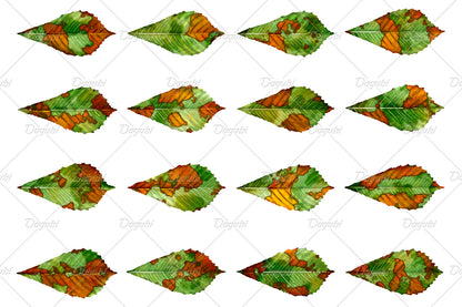 Chestnut Leaf Brushes Big Set - Illustrator Brushes