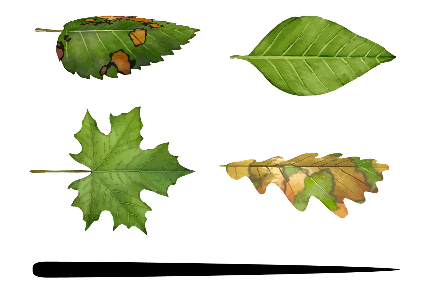 Free Leaf Brushes Sample for Adobe Illustrator